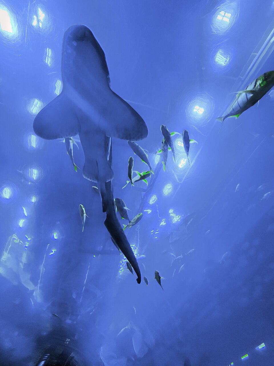 Dubai Aquarium 48-metre underwater tunnel with sharks and rays swimming overhead